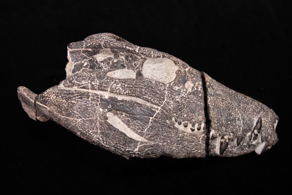 Cráneo fosilizado de Kostensuchus atrox conservado en roca