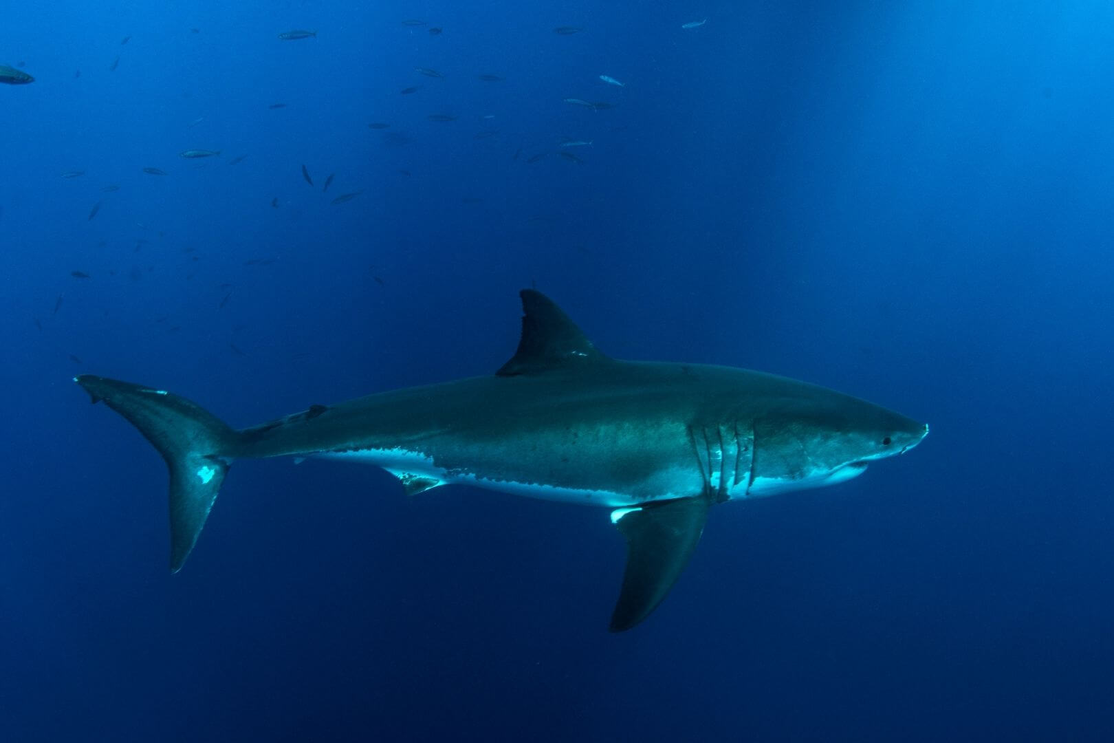 El tiburón blanco es el pez depredador más grande del planeta conocido hasta ahora, y puede alcanzar tamaños que oscilan entre los 3,4 y los 4,9 metros de longitud
