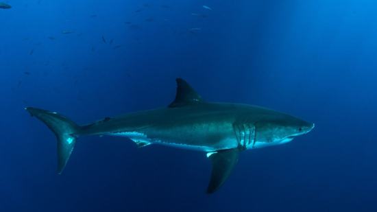 El tiburón blanco es el pez depredador más grande del planeta conocido hasta ahora, y puede alcanzar tamaños que oscilan entre los 3,4 y los 4,9 metros de longitud