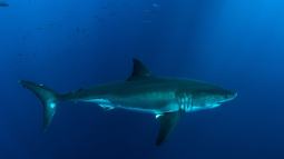 El tiburón blanco es el pez depredador más grande del planeta conocido hasta ahora, y puede alcanzar tamaños que oscilan entre los 3,4 y los 4,9 metros de longitud