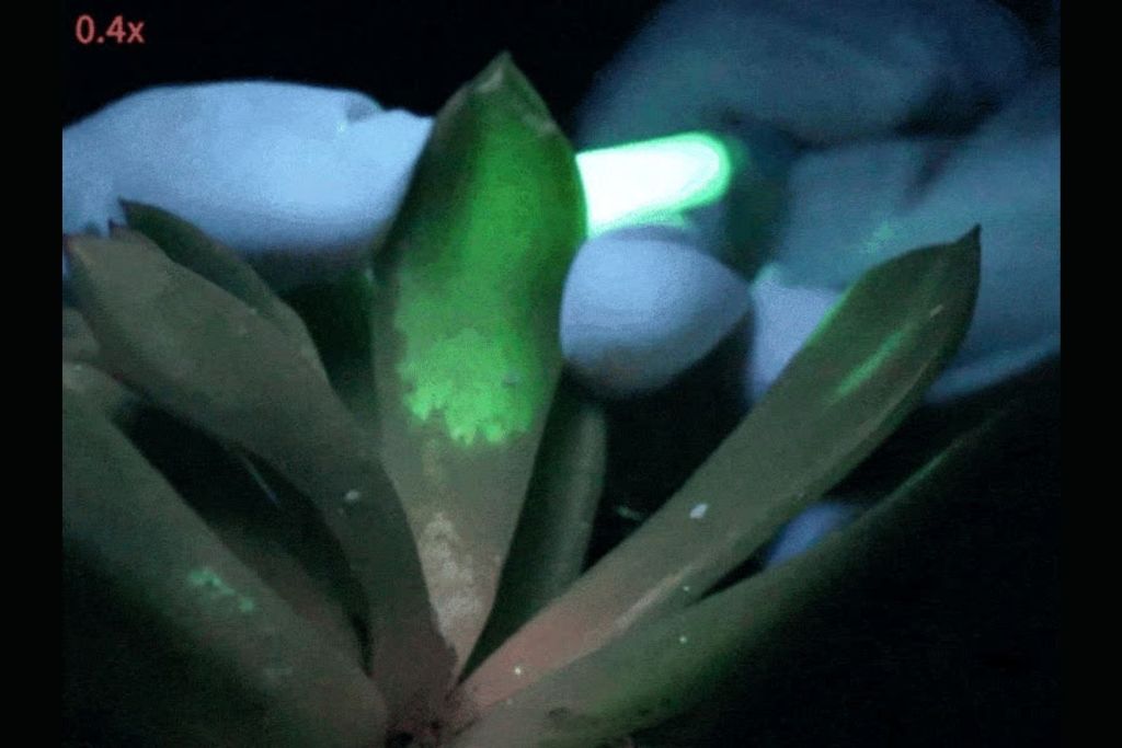 ¿Sustituirán estas plantas a las bombillas? El descubrimiento chino que reabre un viejo sueño