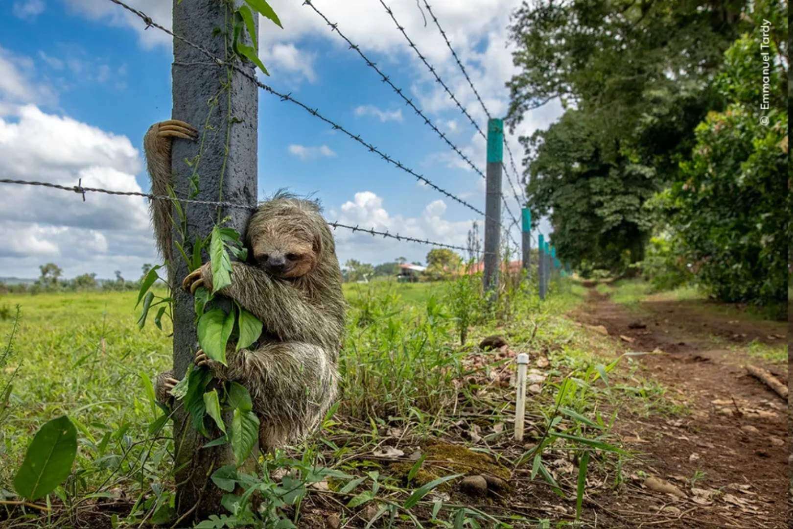 Un perezoso de tres dedos se aferra a un poste de alambre de púas en Costa Rica, tras cruzar una carretera en busca de árboles