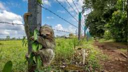 Un perezoso de tres dedos se aferra a un poste de alambre de púas en Costa Rica, tras cruzar una carretera en busca de árboles