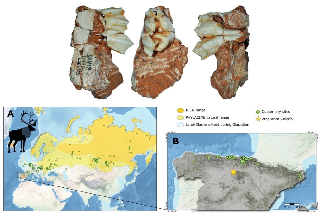 El fósil del reno de Atapuerca, consistente en un tercer molar de leche superior de una cría