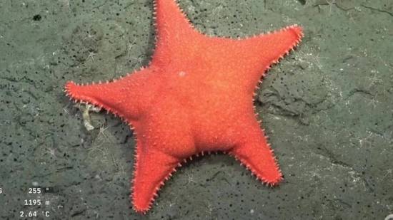 La nueva estrella de mar descubierta, apodada “estrella culona”, recuerda de forma divertida al personaje Patricio de Bob Esponja