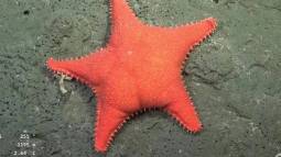 La nueva estrella de mar descubierta, apodada “estrella culona”, recuerda de forma divertida al personaje Patricio de Bob Esponja