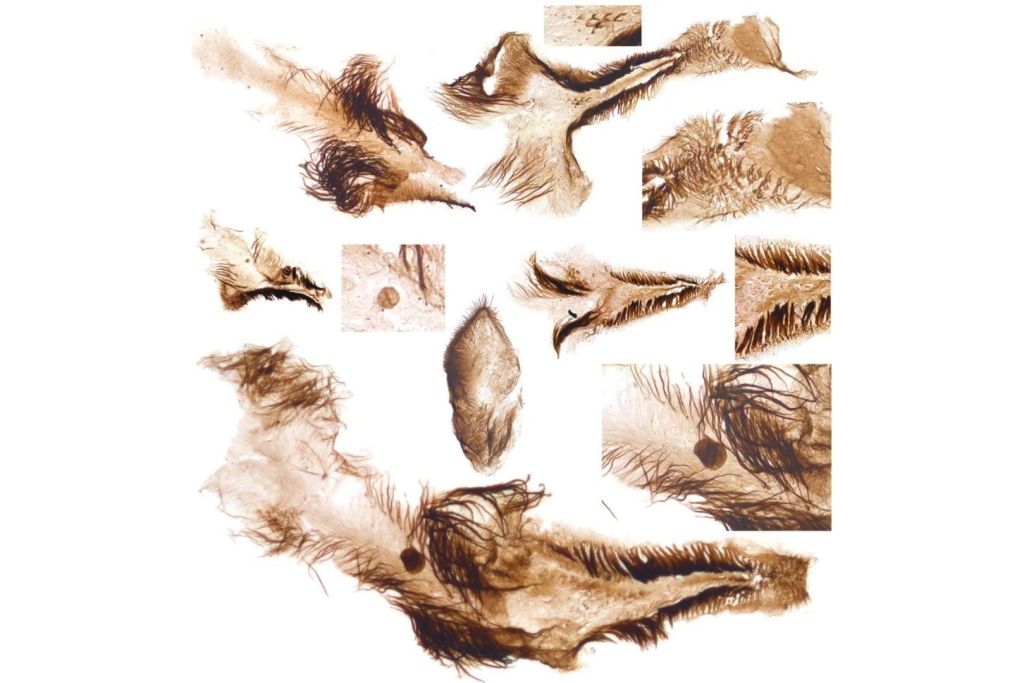 Los paleontólogos recuperaron fragmentos internos de animales del Cámbrico, como pequeñas piezas del tórax de antiguos crustáceos