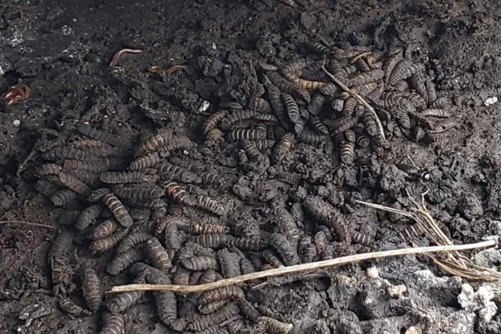 La investigadora principal, Melanie Beasley, fotografió un denso cúmulo de larvas como parte de un estudio complementario vinculado al trabajo recién publicado