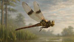 Hallan una libélula prehistórica de la era de los dinosaurios