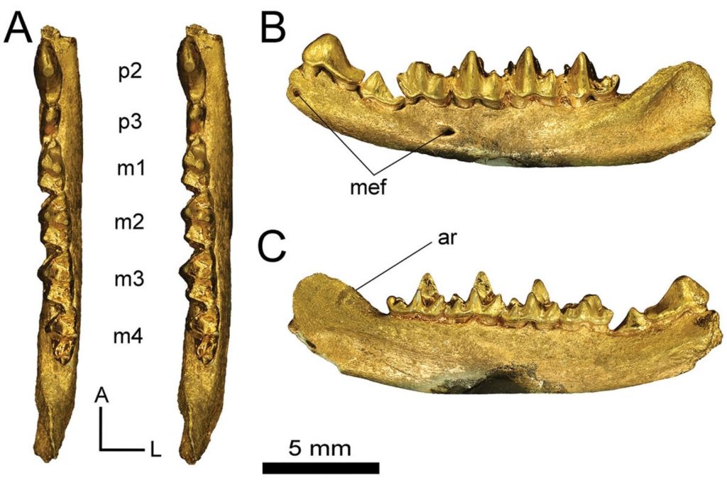 Mandíbula izquierda del holotipo de Exosmachus robinbecki