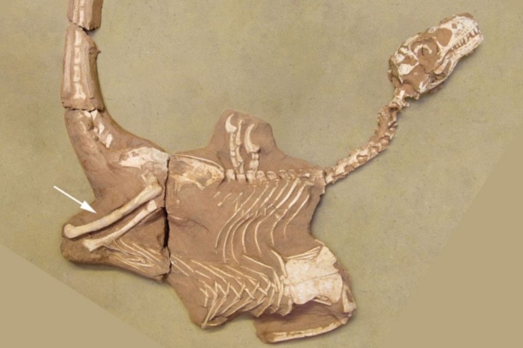 Este dinosaurio usaba los pulgares como cuchillas