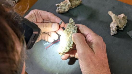 Descubren una nueva especie jamás identificada