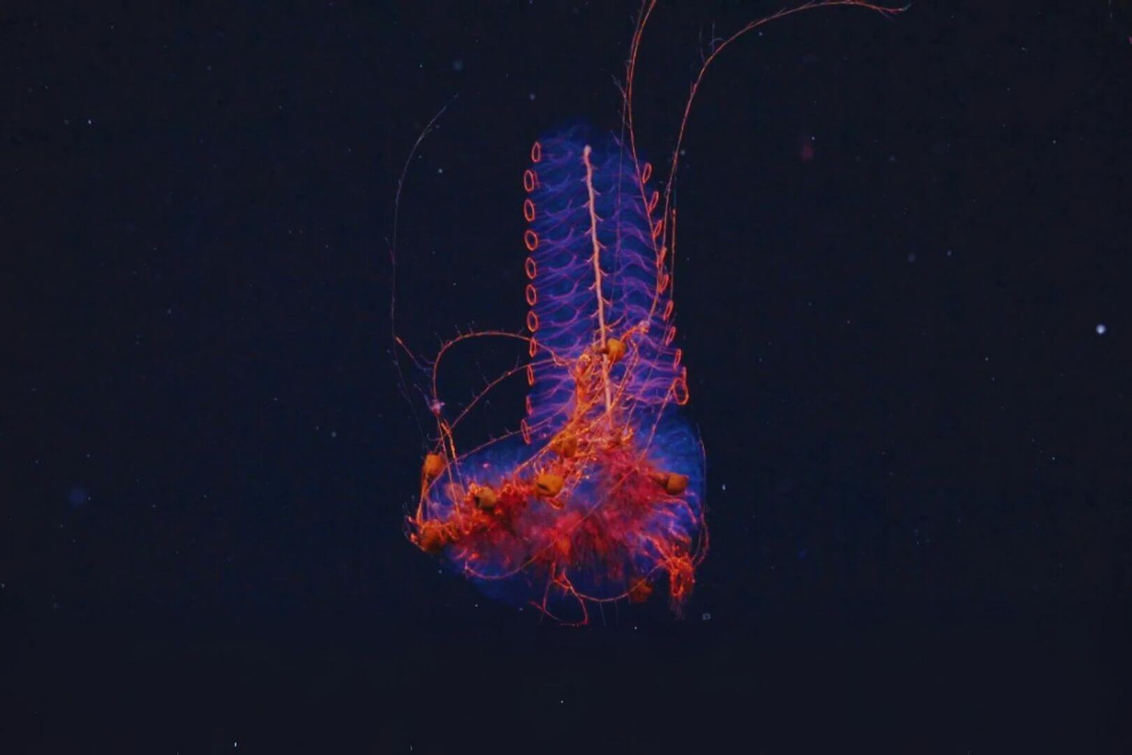 Un sifonóforo fue registrado a 1.250 metros de profundidad en el cañón submarino de Mar del Plata