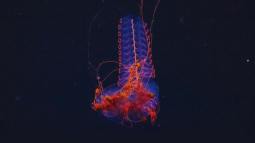 Un sifonóforo fue registrado a 1.250 metros de profundidad en el cañón submarino de Mar del Plata