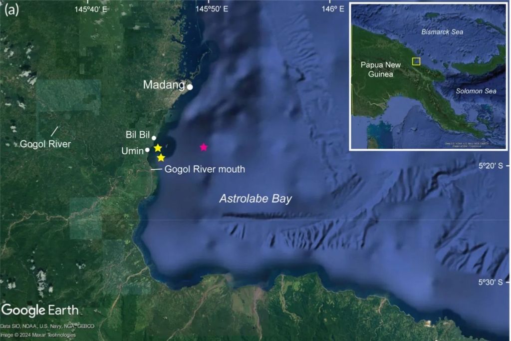Este tiburón fue catalogado por primera vez en 1973 como una nueva especie y género