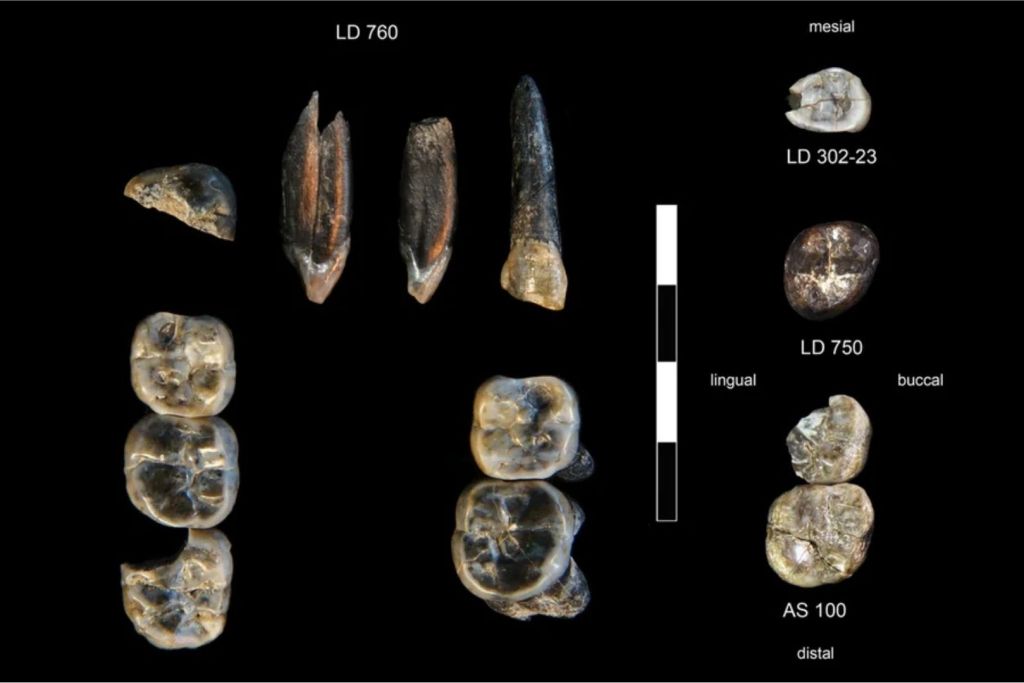 Dientes fósiles hallados en Ledi-Geraru entre 2015 y 2018: algunos pertenecen a una nueva especie de Australopithecus y otros al género Homo, ya conocido por la mandíbula descubierta en 2013