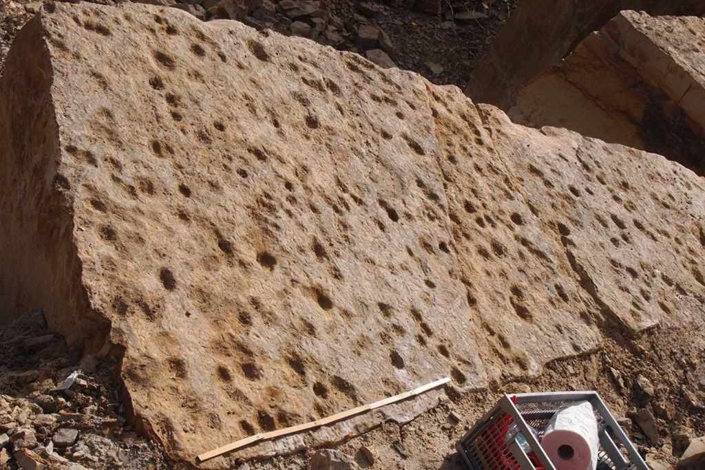 Depresiones, surcos y marcas fosilizadas en la arenisca que podrían haber sido dejadas por un pez que se desplazaba arrastrándose