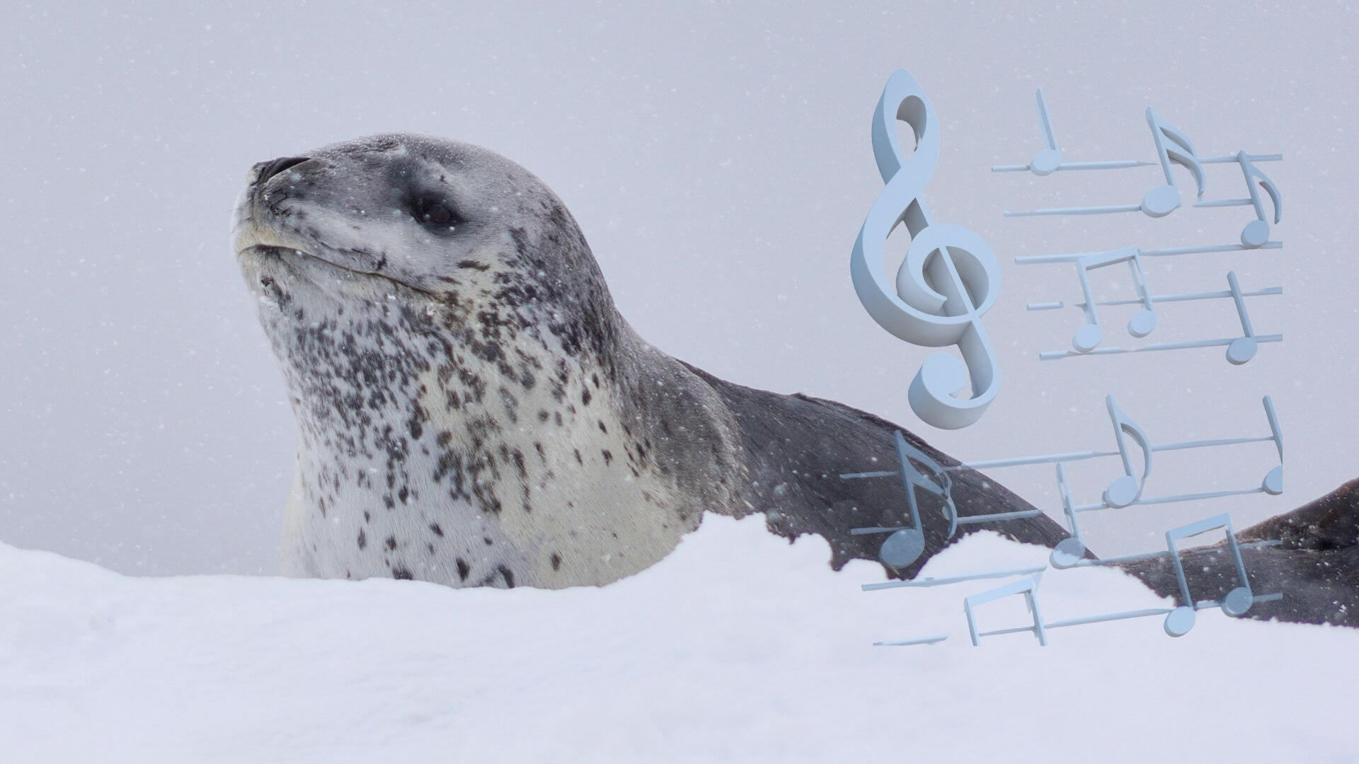 las focas leopardo cortejan con canciones similares a las rimas infantiles,