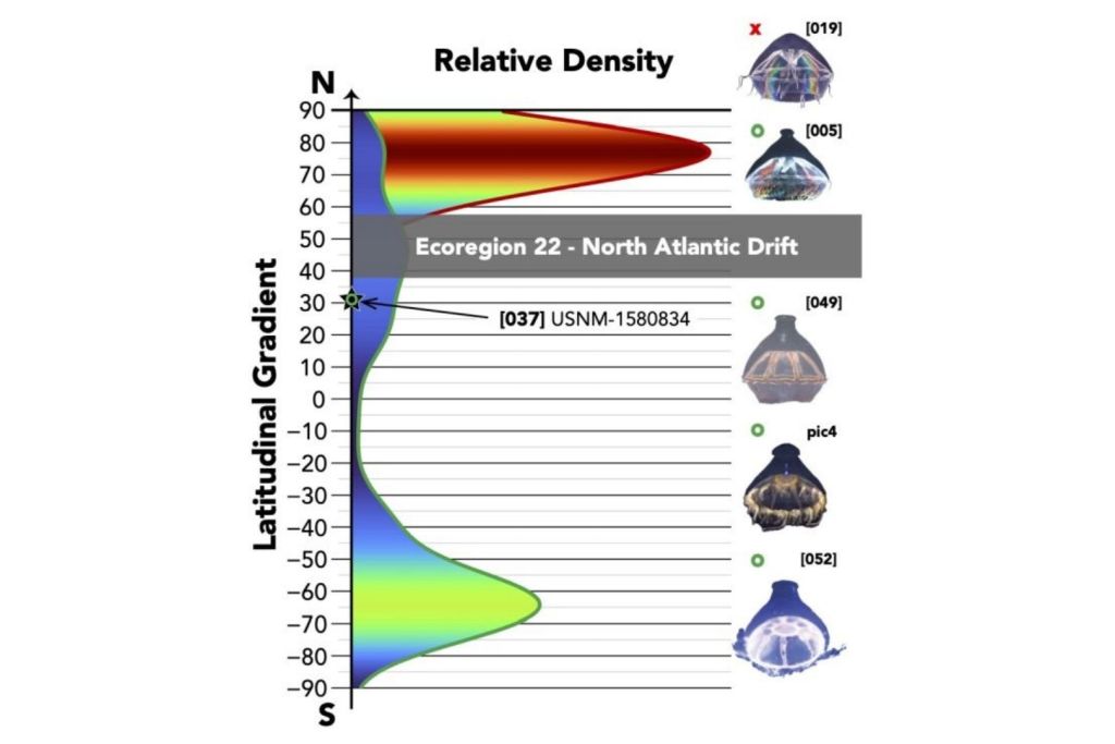 Hasta ahora, ninguna medusa sin protuberancias ha aparecido en zonas con menos de 47 grados