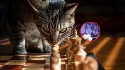 lo que la demencia felina revela sobre el Alzheimer humano