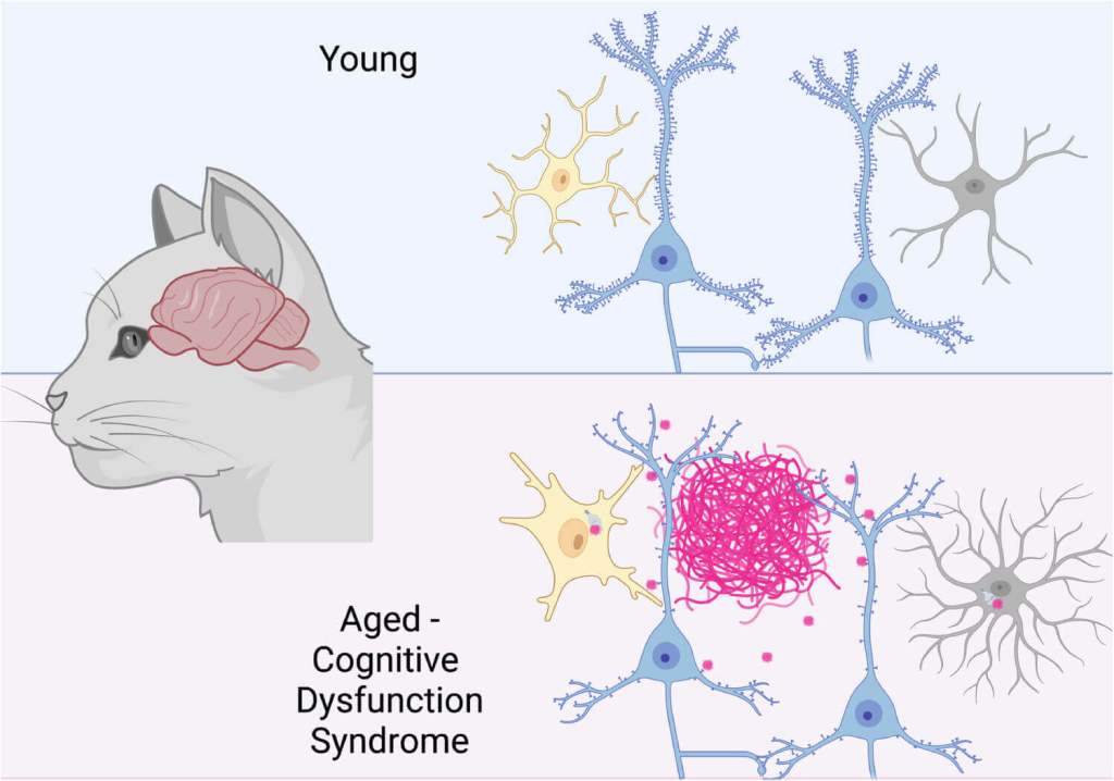 lo que la demencia felina revela sobre el Alzheimer humano 1