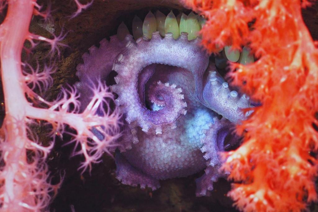 Una madre pulpo fue observada resguardando cuidadosamente su puesta de huevos, oculta entre las ramas entrelazadas de dos especies distintas de coral profundo