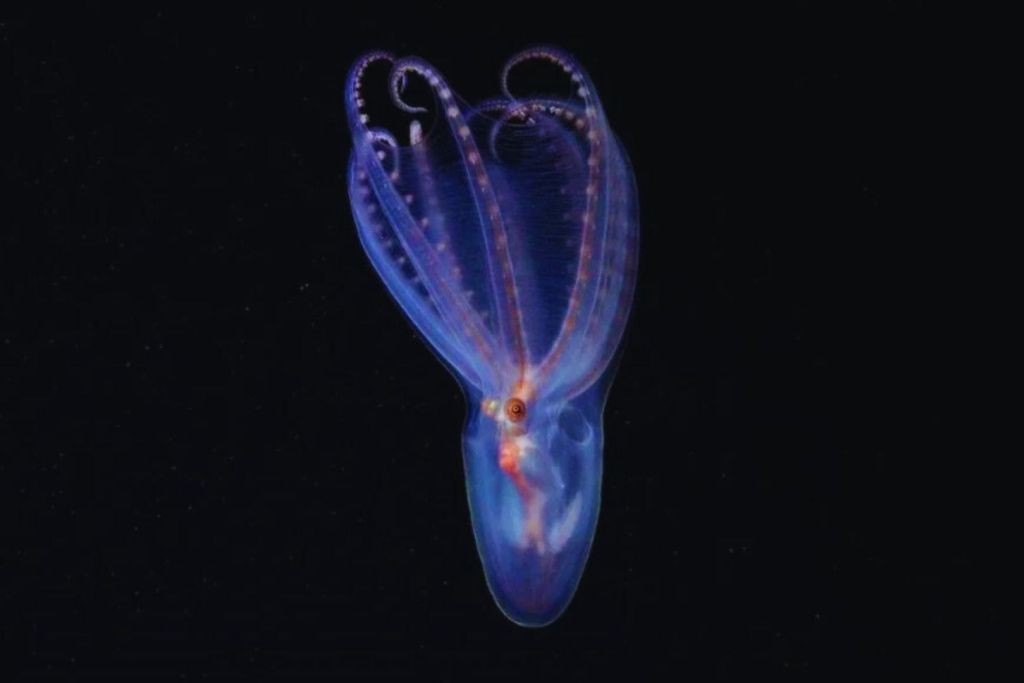 Una misión científica revela un paisaje submarino surrealista