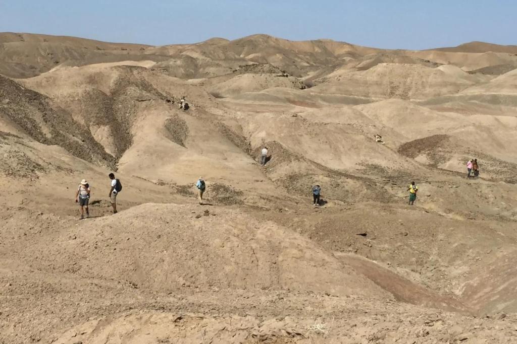 Equipo de paleontólogos explora la cuenca de Lee Adoyta, en Ledi-Geraru, donde han aparecido fósiles de los géneros Homo y Australopithecus