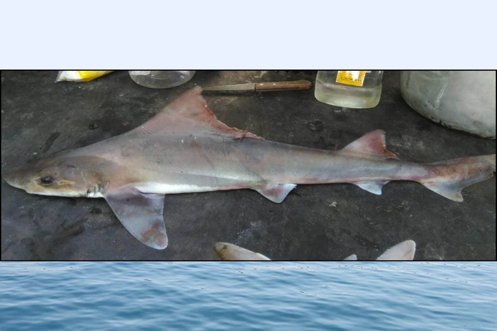 Una hembra adulta del tiburón sabueso de vela