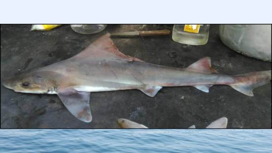 Una hembra adulta del tiburón sabueso de vela