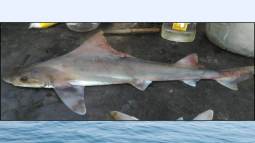 Una hembra adulta del tiburón sabueso de vela