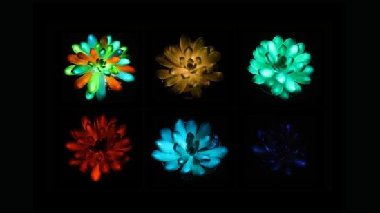 Suculentas que brillan en la oscuridad