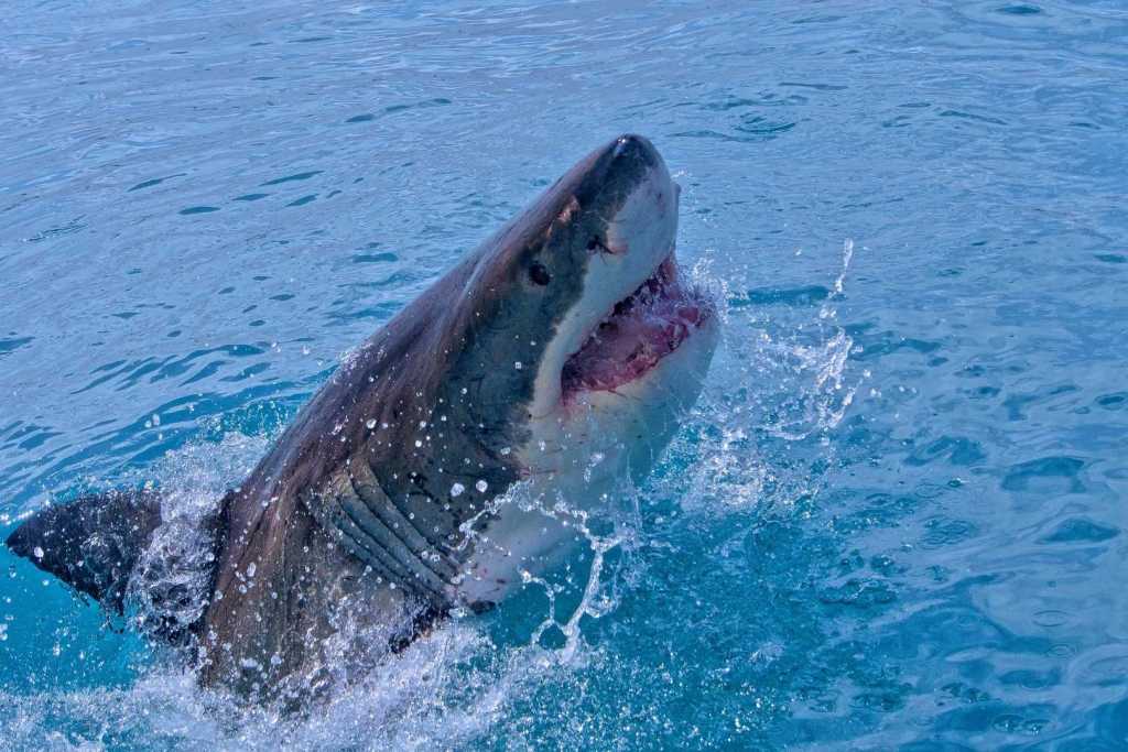 Los tiburones blancos del Atlántico están avanzando silenciosamente hacia el norte, acercándose cada vez más a las costas del este de Estados Unidos y Canadá
