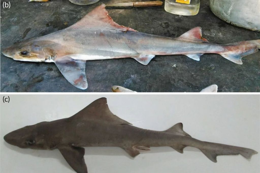 Una de las hembras encontradas por los pescadores (b). El primer macho del que se tiene constancia (c)