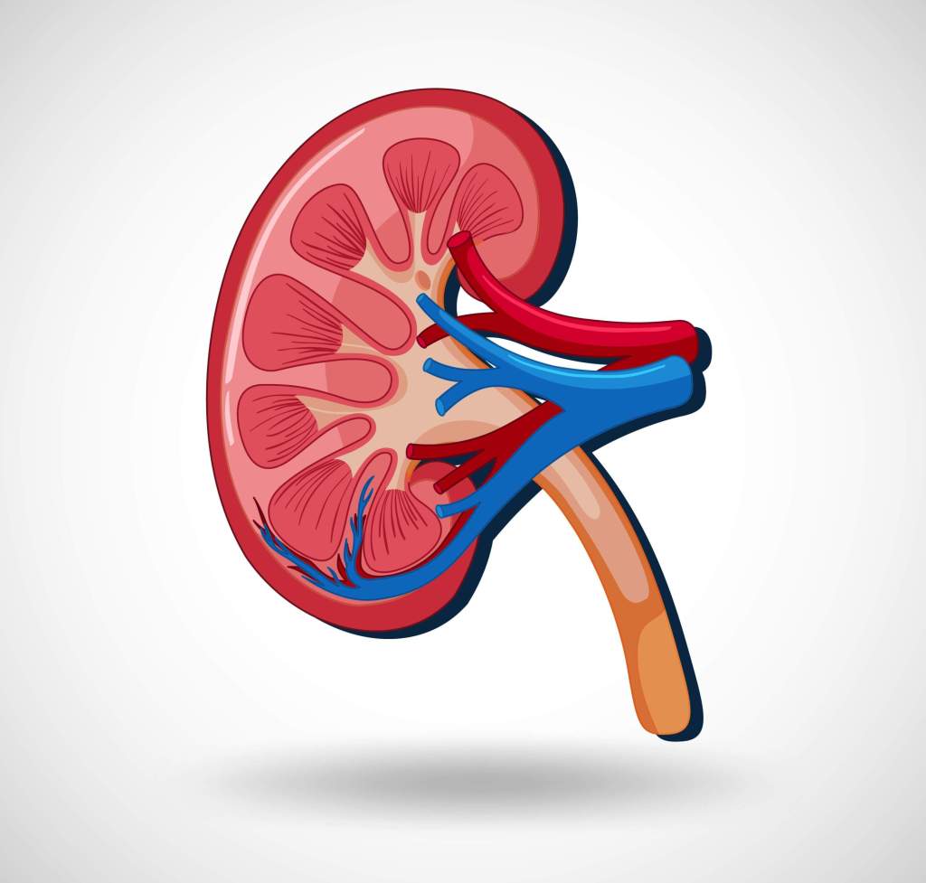¿Conoces tus cifras de salud renal? ¿Sabías que puedes tener una enfermedad renal sin darte cuenta? 2