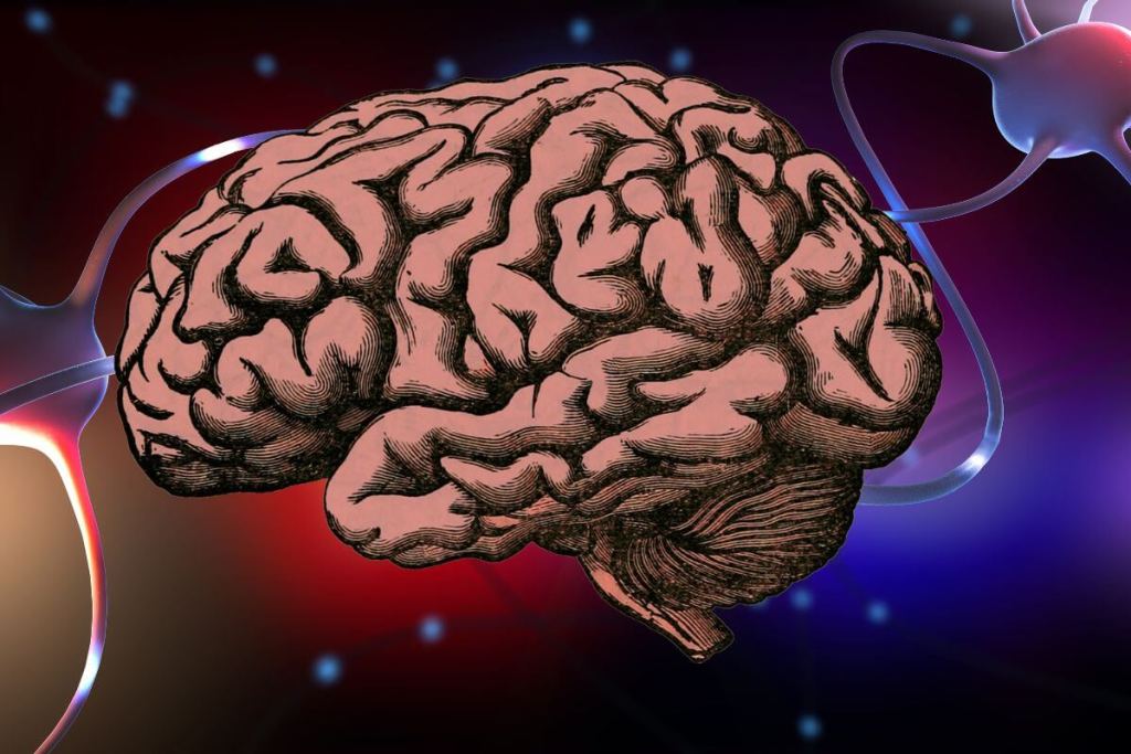 Tu cerebro es único: la ciencia de la plasticidad que explica por qué nadie piensa como tú