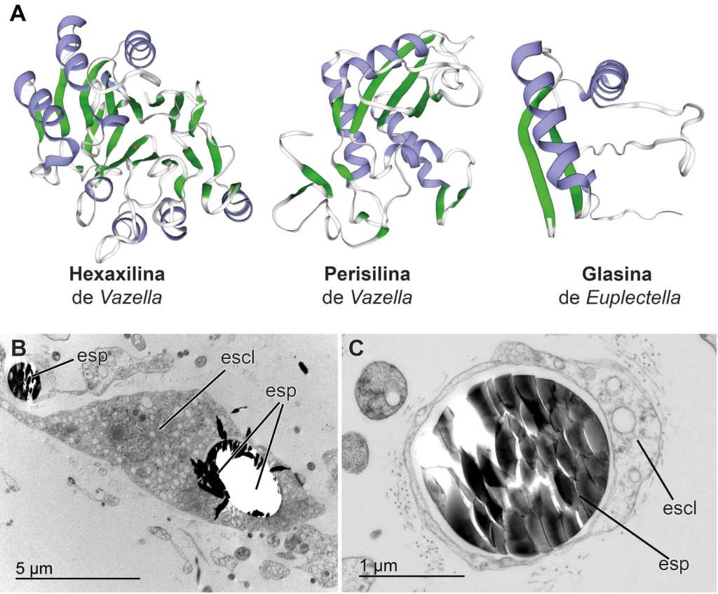 (A) Estructura tridimensional de las tres proteínas formadoras de sílice identificadas hasta la fecha en esponjas hexactinélidas, a partir de estudios en las especies Vazella pourtalesii y Euplectella aspergillum. (B-C). Imágenes de microscopía electrónica de transmisión de la especie V. pourtalesii, mostrando cómo las espículas (esp) comienzan a formarse dentro de células especializadas, denominadas esclerocitos (escl). Créditos: Figura creada por el autor a partir de imágenes generadas por el autor y publicadas en Nature Communications 2024 por Shimizu y colaboradores.