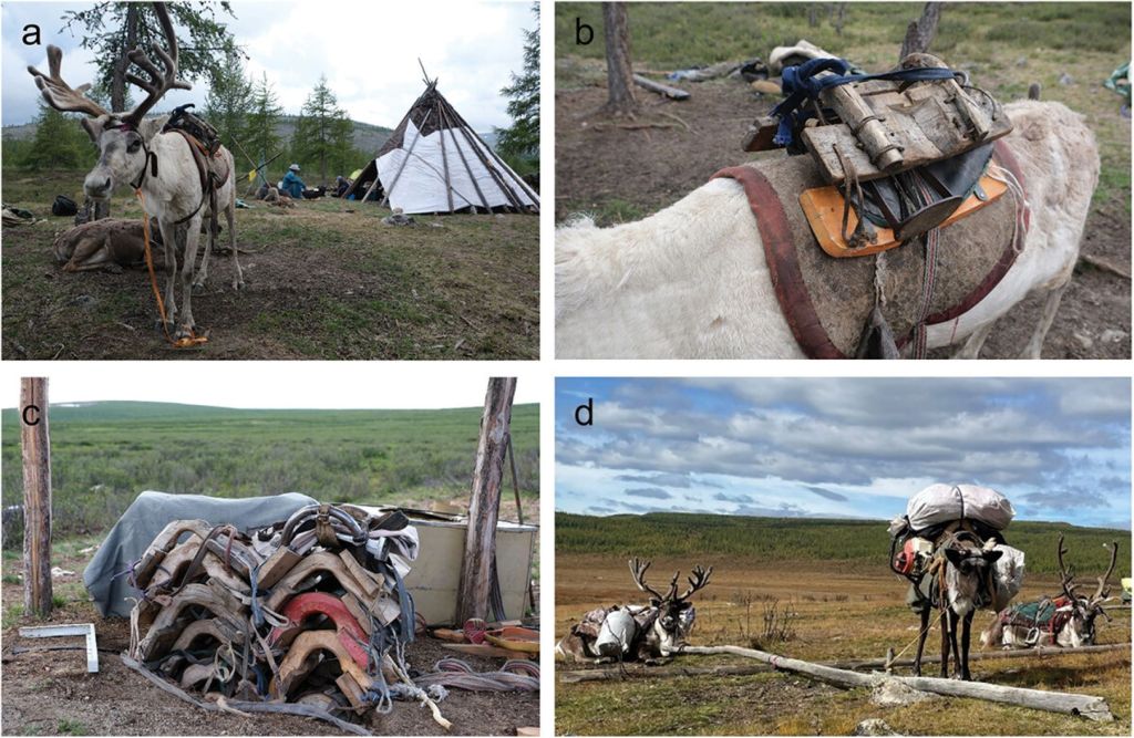 Renos de carga y monta