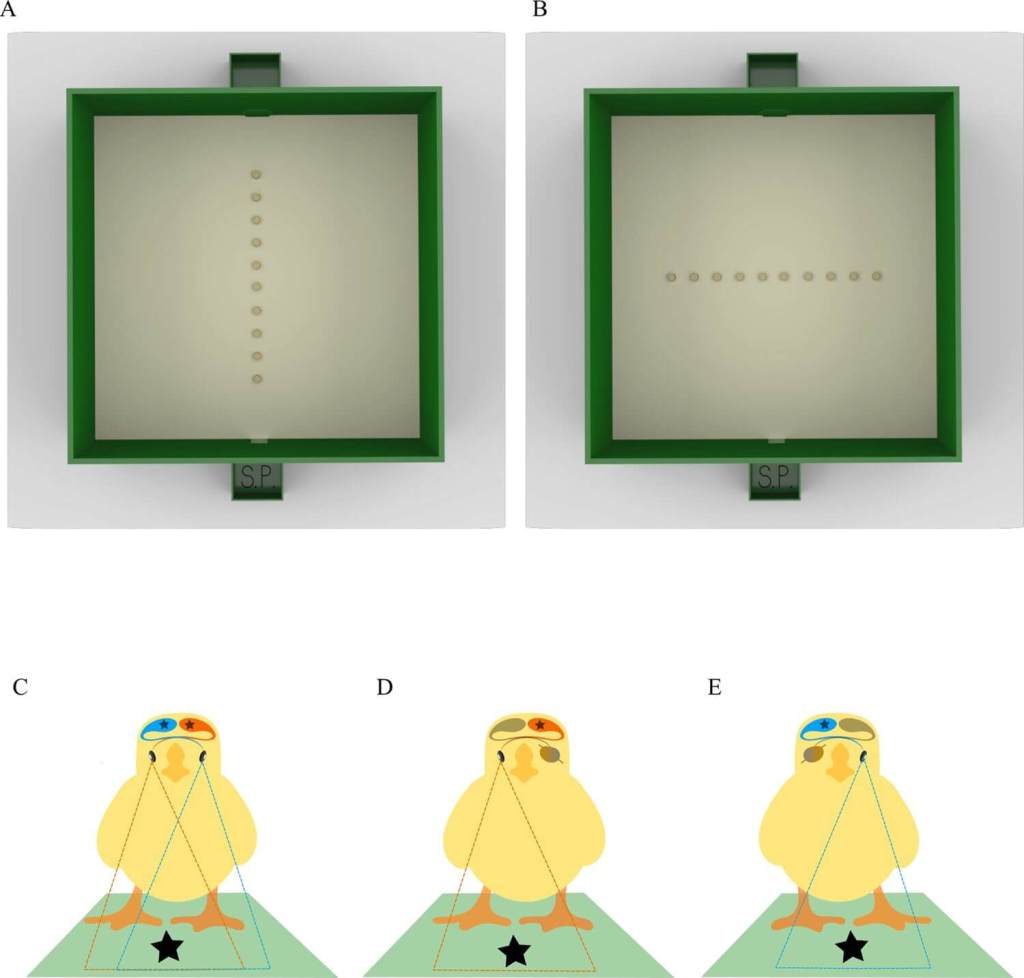 Esquema del experimento con polluelos: (A) disposición de objetos usada en el entrenamiento; (B) prueba con la serie girada en horizontal; (C) visión binocular, con ambos hemisferios activos; (D) visión monocular derecha, que activa el hemisferio izquierdo; (E) visión monocular izquierda, que activa el hemisferio derecho. El ojo tapado y su hemisferio aparecen en gris.