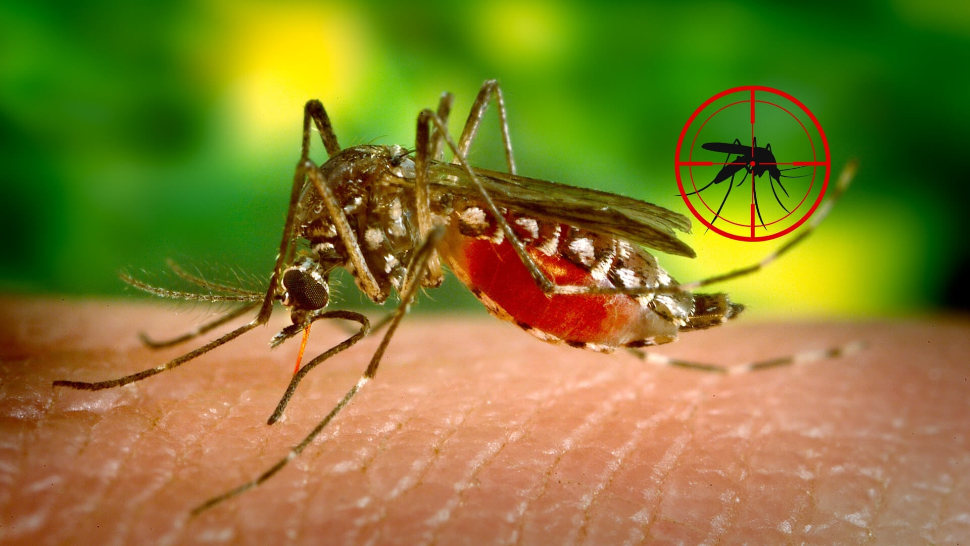 El enemigo público nº 1- así intentan la ciencia y la biotecnología frenar al mosquito