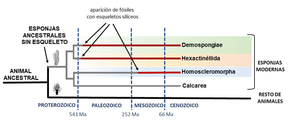 Árbol filogenético que ilustra la aparición evolutiva de las esponjas (linaje en color gris) a partir de un ancestro común con los restantes animales. Según los relojes moleculares, este evento habría ocurrido en el Proterozoico, con una datación estimada entre 900 y 630 millones de años. Tras la diversificación inicial de las esponjas en 4 clases (Demospongiae, Hexactinellida, Homoscleromorpha y Calcarea), que habría ocurrido también en el Proterozoico, los restos fósiles indican que los esqueletos silíceos (linajes en color rojo) habrían aparecido muchos millones de años después, sólo en tres de las cuatro clases de esponjas, y mediante una adquisición independiente de proteínas silicificantes. Según el registro fósil, estos eventos habrían ocurrido a diferentes tiempos: hace unos 520 Ma en esponjas hexactinélidas, hace unos 515 Ma en demosponjas, y hace unos 161-145 Ma en homoscleromorfa. Nótese que la línea de tiempo del gráfico es indicativa y no está a escala numérica. Créditos: Manuel Maldonado.