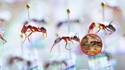 El “apocalipsis de insectos”- El 79 % de las hormigas endémicas de Fiyi está en declive y la genómica revela milenios de pérdida