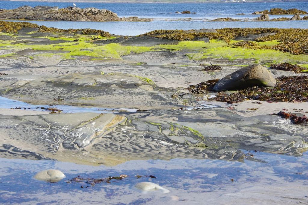 La belleza oculta de los arribazones de algas en las playas 1