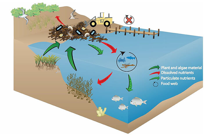 La belleza oculta de los arribazones de algas en las playas 3
