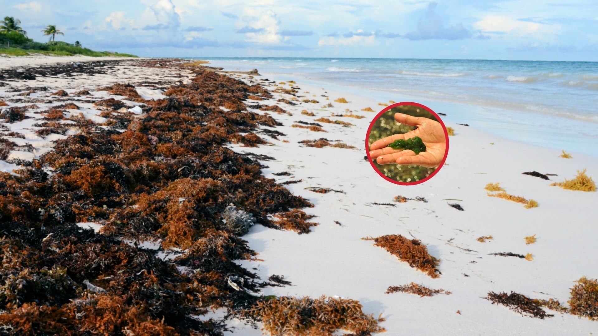 La belleza oculta de los arribazones de algas en las playas