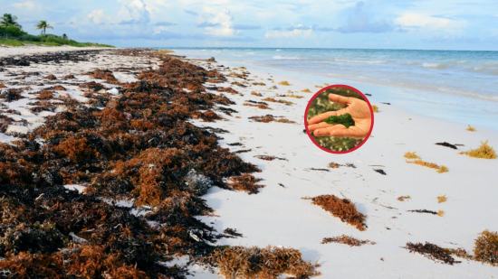 La belleza oculta de los arribazones de algas en las playas