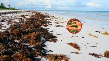 La belleza oculta de los arribazones de algas en las playas