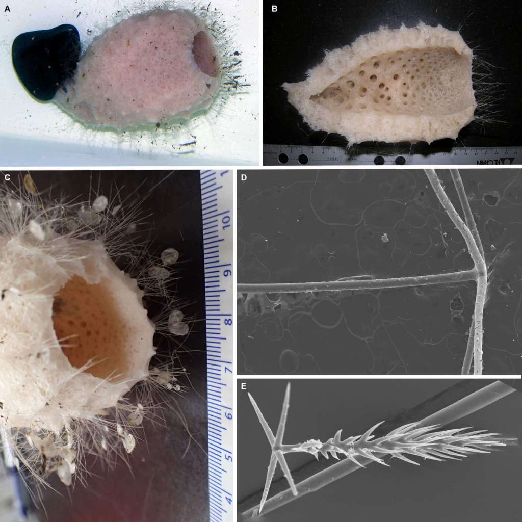 Las proteínas silicificantes de esponjas- nuevas claves para interpretar a los primeros animales 3