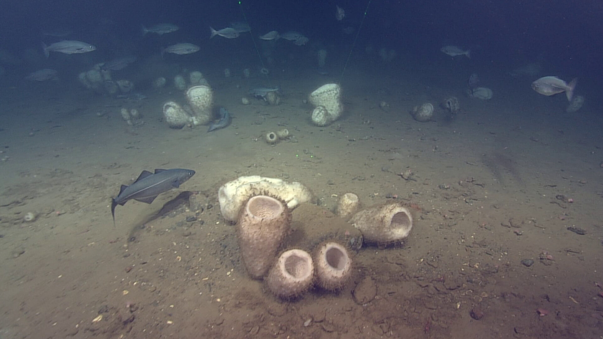 Las proteínas silicificantes de esponjas-nuevas claves para interpretar a los primeros animales