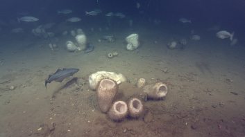 Las proteínas silicificantes de esponjas-nuevas claves para interpretar a los primeros animales